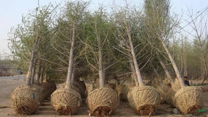 桃園針紡織品購銷業(yè)務概述